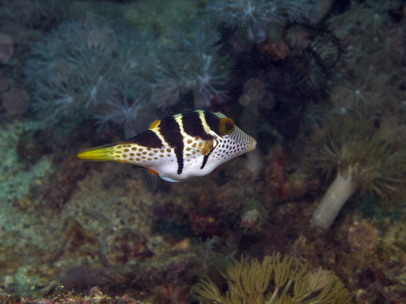 Puffer Fish, Dugon Wall
